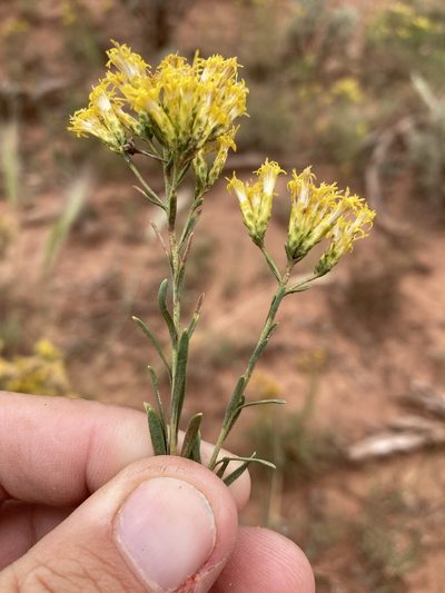 Chrysothamnus vaseyi, photographed by Cecelia Alexander