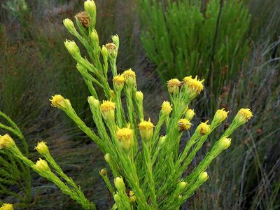 Leucadendron olens, photographed by Di Turner