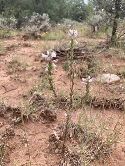 Orthocarpus purpureoalbus, photographed by Cecelia Alexander