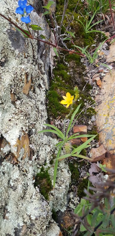 Echeandia vestita, photographed by Eugenio Padilla