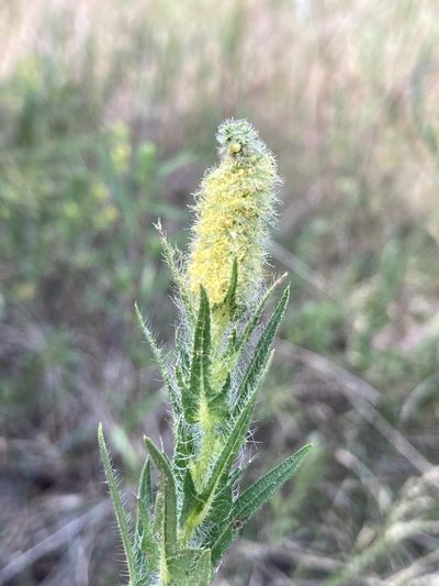 Ambrosia bidentata, photographed by David Matthew