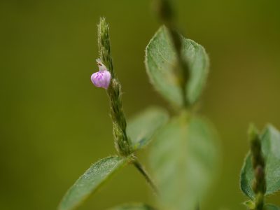 Justicia micrantha, photographed by Dinesh Valke