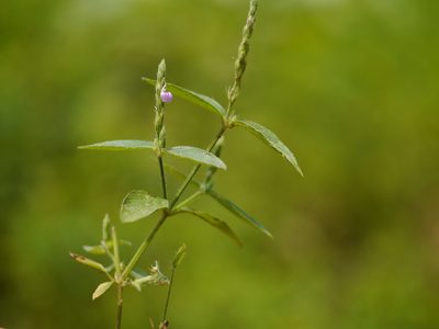 Justicia micrantha, photographed by Dinesh Valke