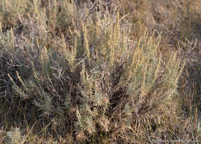 Artemisia cana, photographed by Tim Messick