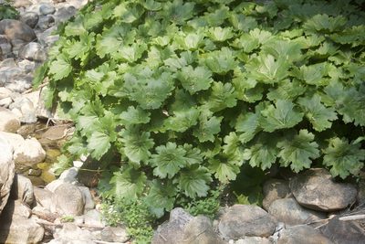 Darmera peltata, photographed by Diego Blanco