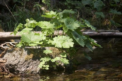Darmera peltata, photographed by Diego Blanco