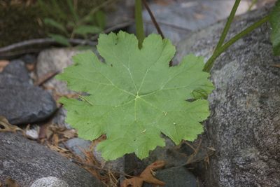 Darmera peltata, photographed by Diego Blanco