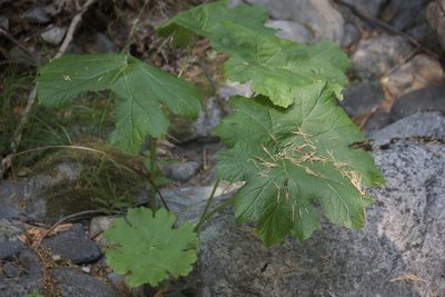 Darmera peltata, photographed by Diego Blanco