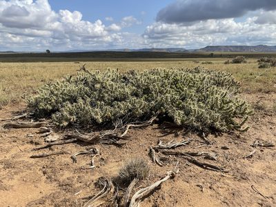 Cylindropuntia whipplei, photographed by Bobby McCabe