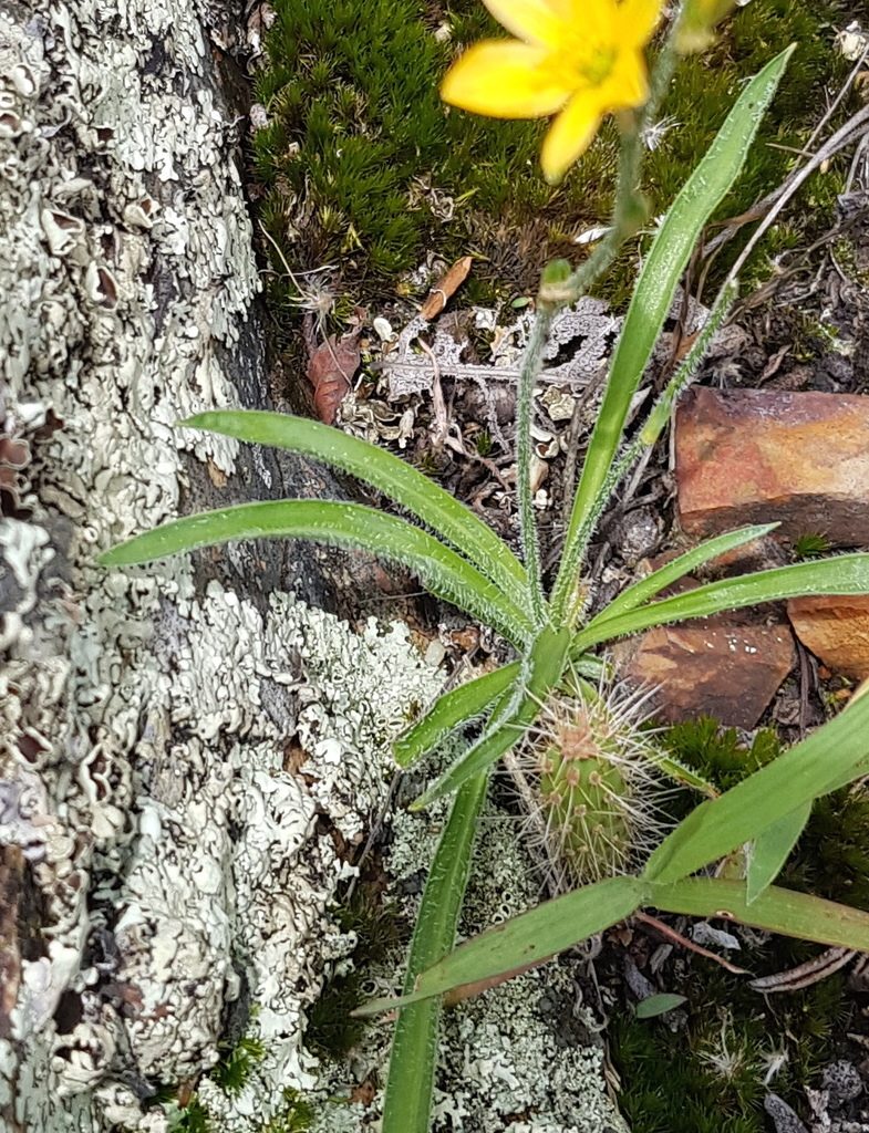 Echeandia vestita, photographed by Eugenio Padilla