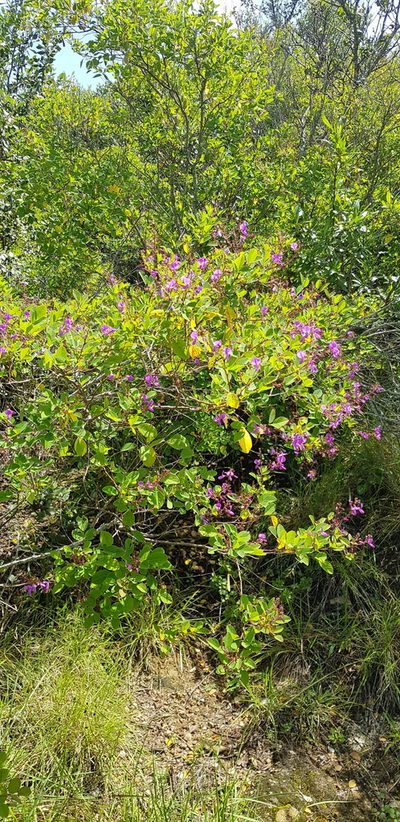 Desmodium orbiculare, photographed by Eugenio Padilla