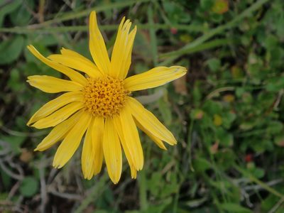 Arnica montana, photographed by Dr. Guido Bohne