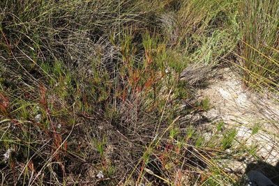 Serruria deluvialis, photographed by Brian du Preez