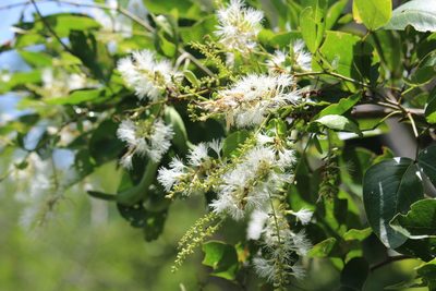 Pithecellobium lanceolatum, photographed by Ricard Busquets Reverte