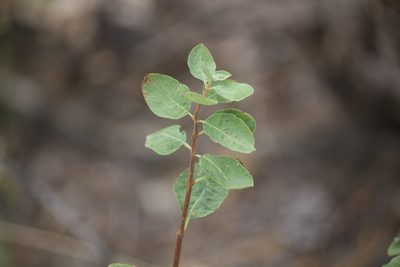 Spiraea splendens, photographed by Diego Blanco