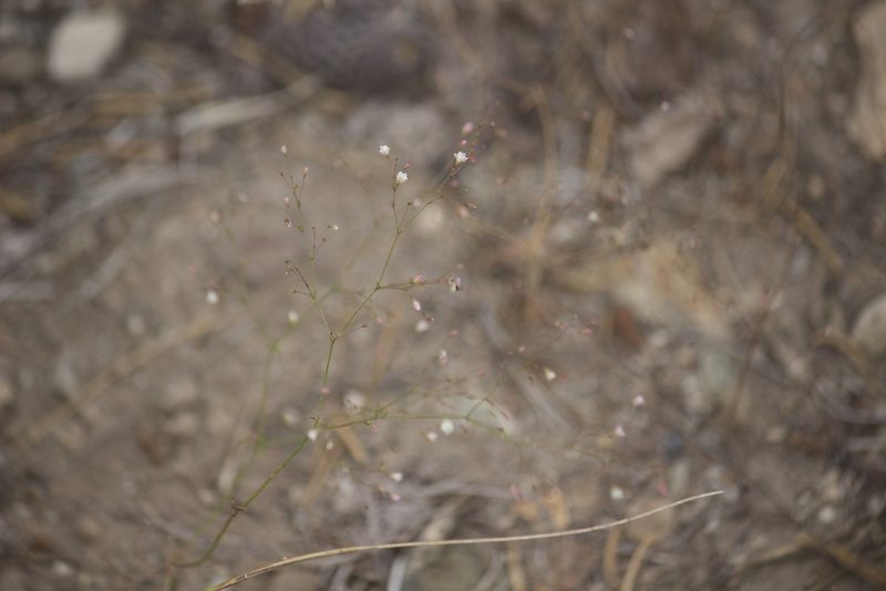 Eriogonum spergulinum, photographed by Diego Blanco