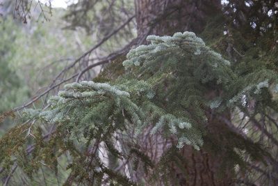 Abies magnifica, photographed by Diego Blanco