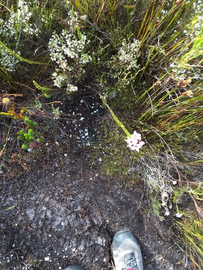 Penaea speciosa, photographed by Charleen Brunke