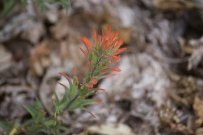 Castilleja applegatei