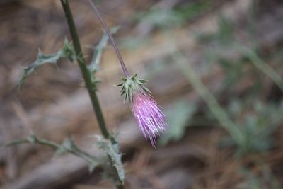 Cirsium andersonii, photographed by Diego Blanco