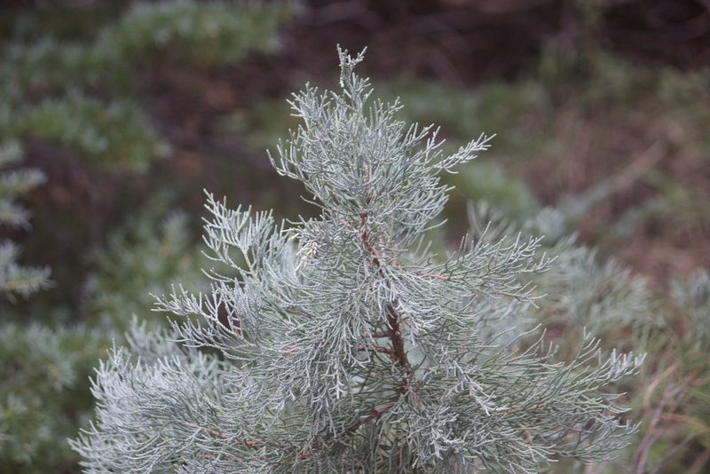 Juniperus grandis, photographed by Diego Blanco