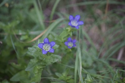 Gentiana calycosa, photographed by Diego Blanco