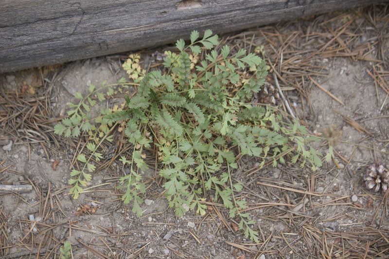 Potentilla douglasii, photographed by Diego Blanco