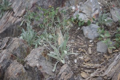Hieracium horridum