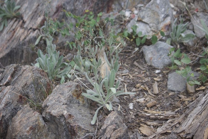 Hieracium horridum, photographed by Diego Blanco