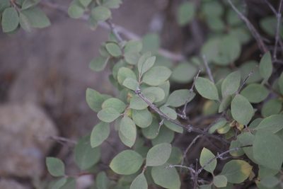 Symphoricarpos rotundifolius, photographed by Diego Blanco