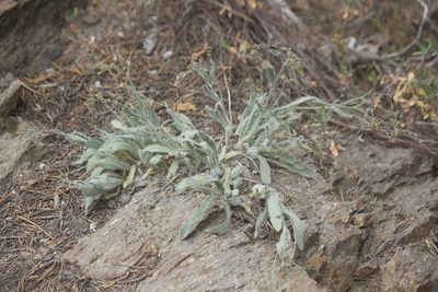 Hieracium horridum, photographed by Diego Blanco