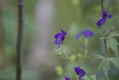 Aconitum columbianum