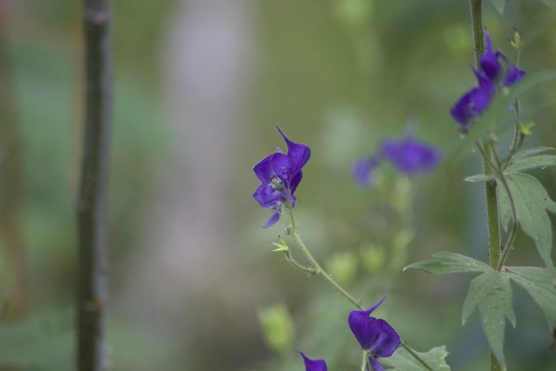 Aconitum columbianum, photographed by Diego Blanco