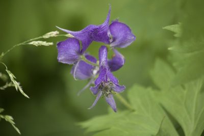Aconitum columbianum, photographed by Diego Blanco