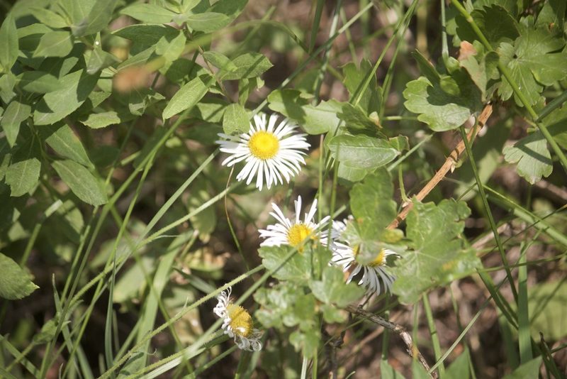Erigeron coulteri, photographed by Diego Blanco