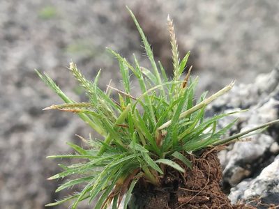 Oropetium thomaeum, photographed by S.MORE