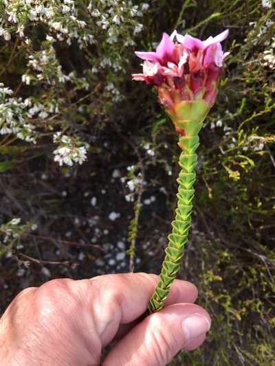Penaea speciosa, photographed by Charleen Brunke