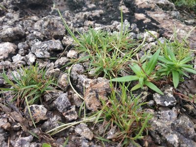 Oropetium thomaeum, photographed by S.MORE