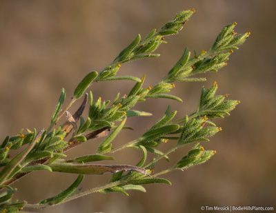 Madia glomerata, photographed by Tim Messick