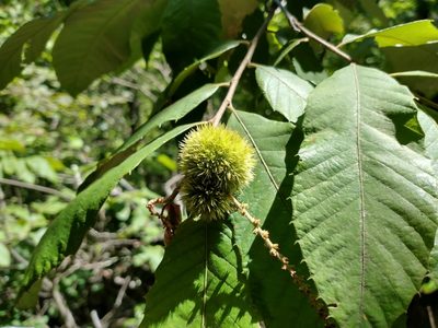 Castanea pumila, photographed by Harold Smith