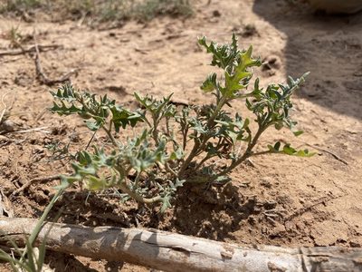 Solanum triflorum, photographed by Bobby McCabe