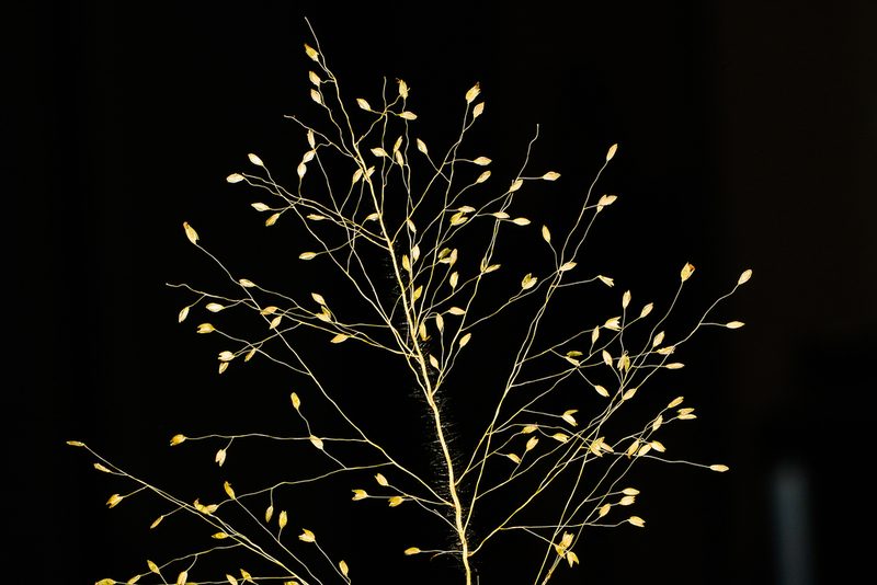 Isachne gracilis, photographed by S.MORE