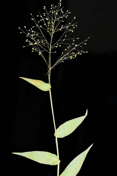 Isachne gracilis, photographed by S.MORE