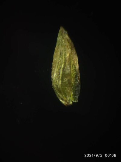 Isachne gracilis, photographed by S.MORE