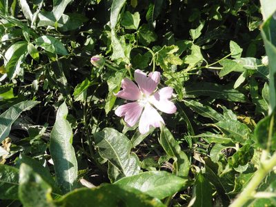Malva thuringiaca, photographed by Силаева Татьяна Борисовна