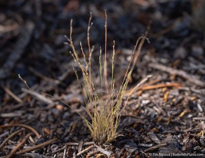 Muhlenbergia richardsonis, photographed by Tim Messick