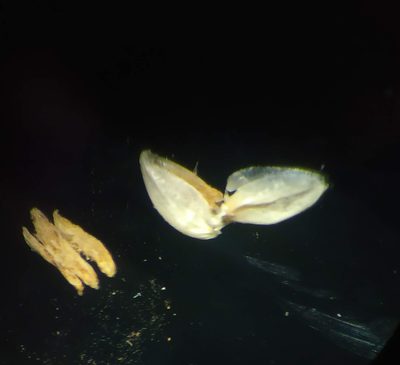 Isachne gracilis, photographed by S.MORE