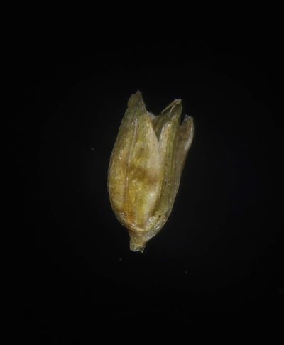 Isachne gracilis, photographed by S.MORE