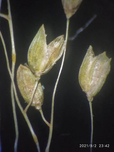 Isachne gracilis, photographed by S.MORE
