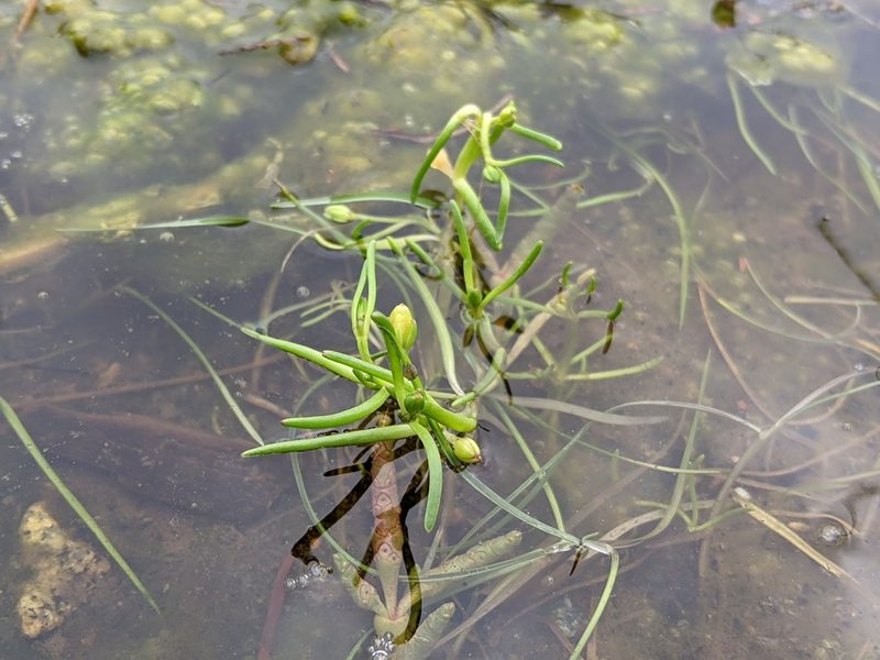 Spergularia canadensis, photographed by Victor Heng